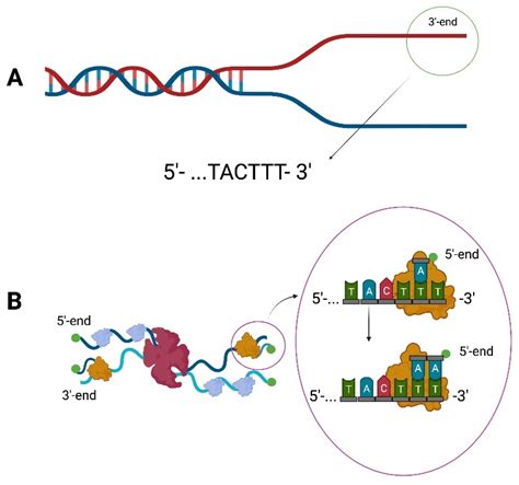 Dna Polymerase 1 Vs 3