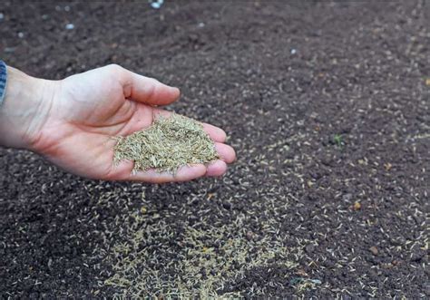 steps  grow  lawn  grass seed care tips artofit
