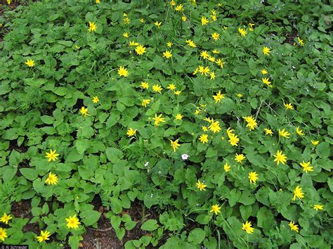 Arnica Cordifolia