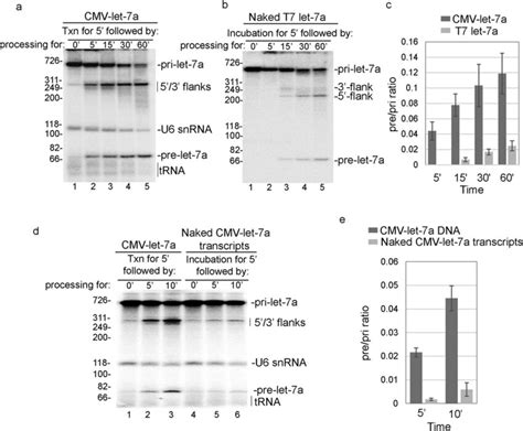 Let 7a Pri MiRNA Processing Is Functionally Coupled To RNAP II