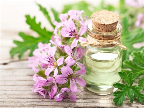 Geranium Essential Oil Benefits