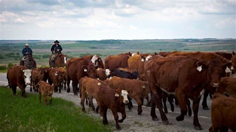 Cattle Rustling Rebounding In Alberta And Saskatchewan Ctv News