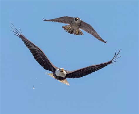 Incredible Photos Show Peregrine Falcon Scaring Off Bald Eagle