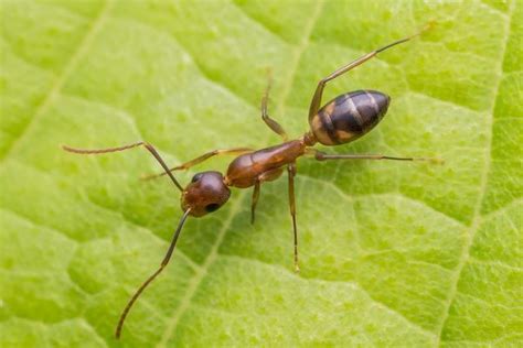 10 Tipos De Formigas Características E Fotos