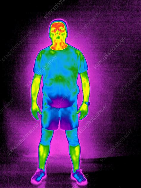 Man Thermogram Stock Image C Science Photo Library