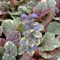 Ajuga Reptans Burgundy Glow Bugle Rampant Burgundy Glow Plantes