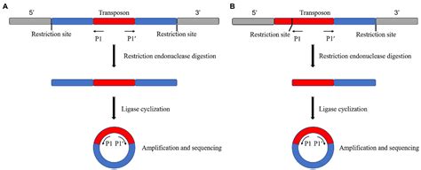 Frontiers Application Of Transposon Insertion Site Sequencing Method