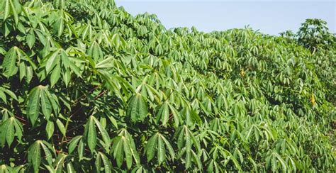 What is Cassava? How to Plant, Grow, and Harvest Cassava Root ...