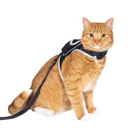 Stray x Travel Cat Harness & Leash Set - Limited Edition – Travel Cat ...