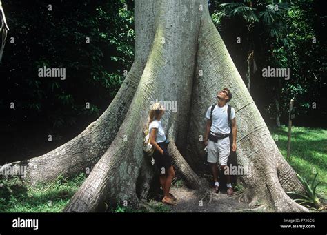 Wurzeln Eines Ceiba Baums Am Tikal Nationalpark Fotos Und