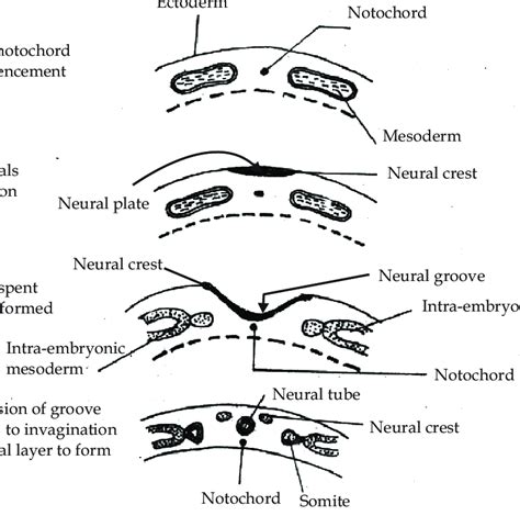 1 Stages In The Development Of The Neural Tube Download Scientific Diagram