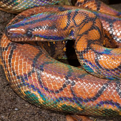 Snakes Program Riverside Reptiles Zoo