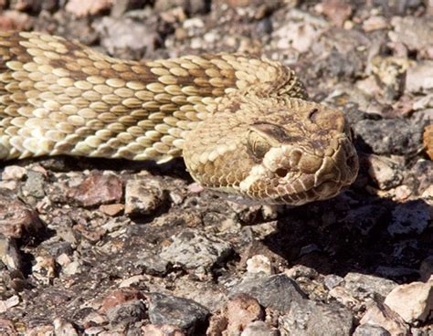 Mohave Rattlesnake Crotalus Scutulatus Mojave Rattlesnake Photograph Of