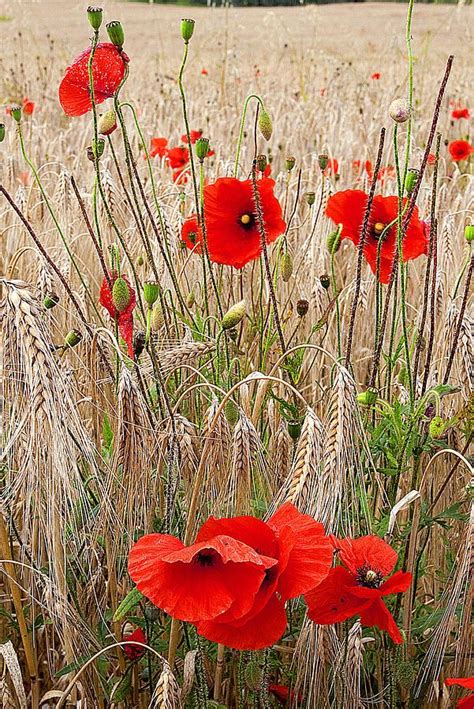 Fleurs Des Champs Wild Poppies Wild Flowers Amazing Flowers