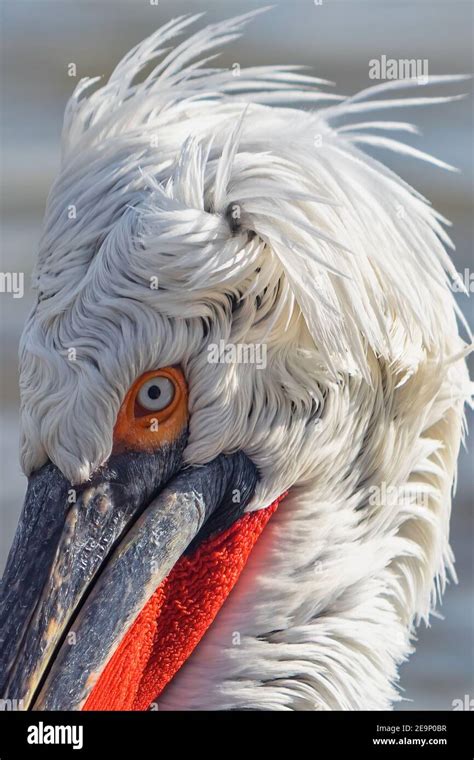 Adult Dalmatian Pelican Kerkini Hi Res Stock Photography And Images Alamy