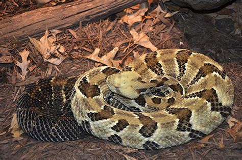 Snakes Of Pennsylvania 21 Species 3 Of Them Venomous