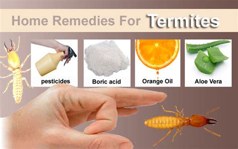 How To Get Rid Of Termites With Easy And Simple Remedies Arbkan