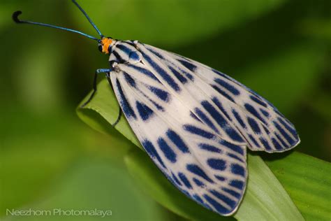 Moth wings patterns collection ~ Neezhom