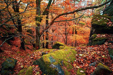 Mystery of Autumn Photograph by Jenny Rainbow - Fine Art America