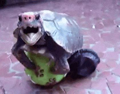 Turtle GIF - Find & Share on GIPHY