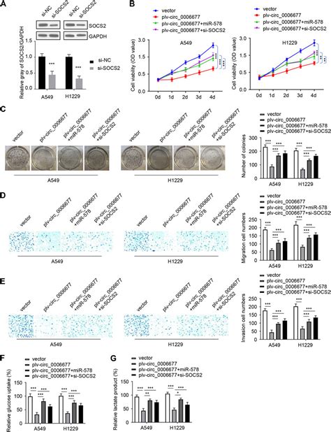 Frontiers Circrna Circ Inhibits The Progression And