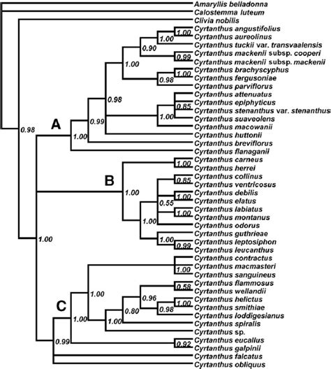 Fifty Percent Majority Rule Consensus Tree Of 37500 Trees Sampled