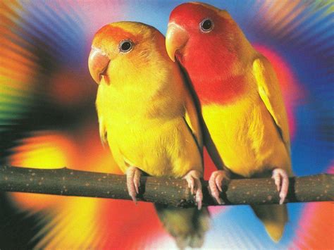 Wallpapers Love Birds - Wallpaper Cave