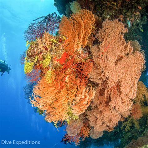 Mike Ball Dive Expeditions - Fly & Sea Dive Adventures