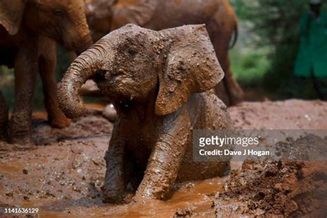 142 Dumbo Elephant Stock Photos, High-Res Pictures, and Images - Getty Images