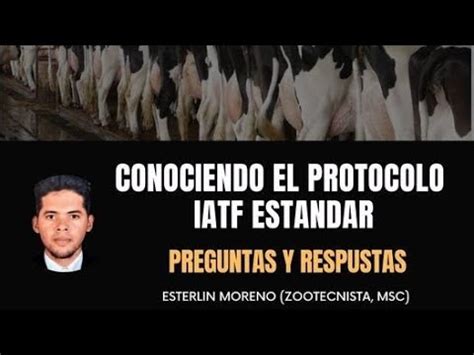 Protocolos De IATF Estandar En Bovinos YouTube