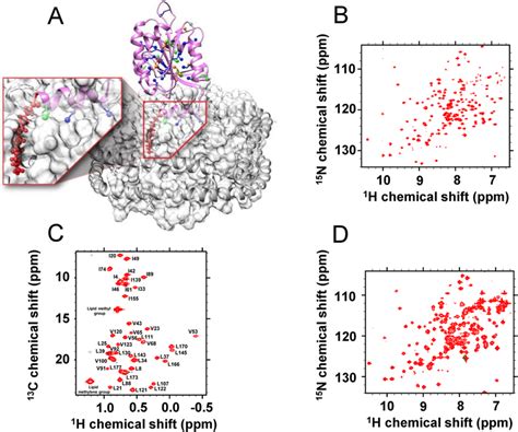 Myr Arf Bound To Nanodisc And Characterized By Nmr A Homology Model Of