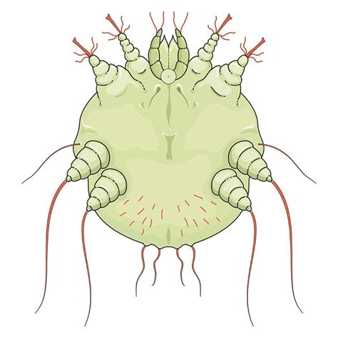 Sarcoptes Scabiei Scabies Vector Scientific Illustration