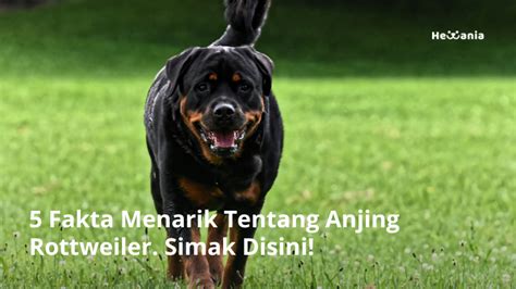 5 Fakta Menarik Tentang Anjing Rottweiler Simak Disini Hewania