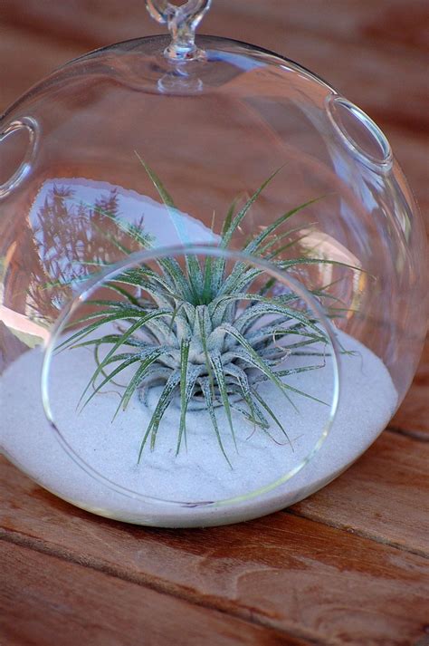 Air Plant Terrarium Glass Globe 2800 Via Etsy Hanging Terrarium Air Plant Holder Terrarium