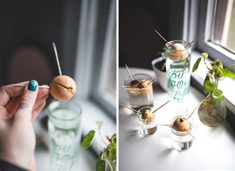 adventures in avocado propagation - THE DAINTY SQUID