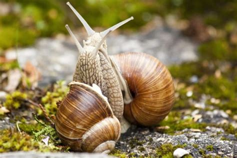 How Do Snails Reproduce Research Reveals Slimy Facts