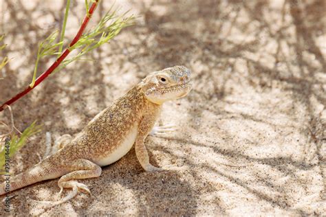 Toadhead Agama Phrynocephalus Mystaceus On A Sand Dune In Dagestan