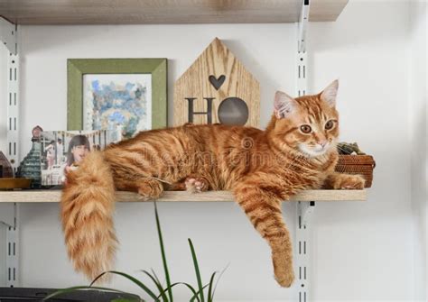 Ginger Cat Lying On The Bookshelf Stock Image Image Of House Sill