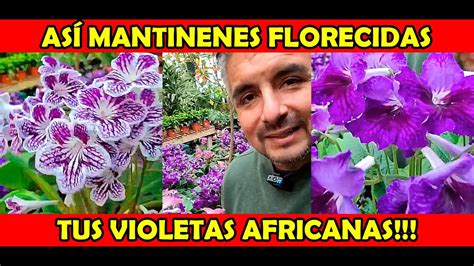 Cuidados De Las Violetas Africanas Flores Youtube