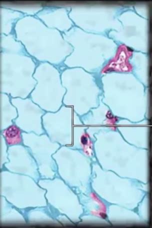 Connective Tissues Flashcards Quizlet