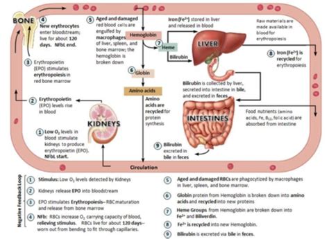 CKD Flashcards Quizlet