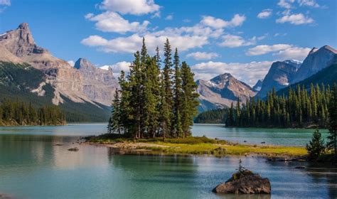 Pine Jasper National Park Jasper Maligne Lake Alberta Island Lake