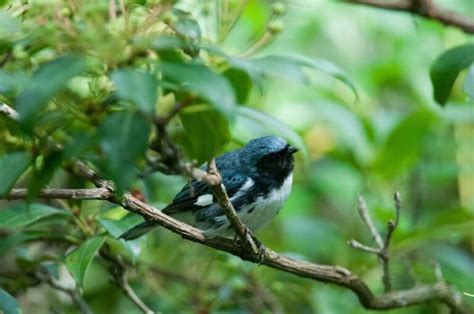 13 Stunning Small Blue Birds (With Pictures)