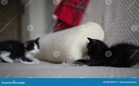 Two Cute Black and White Kittens Playing and Fighting. Concept of ...