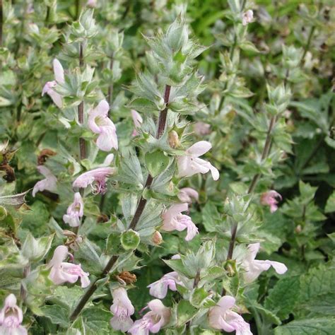 Salvia Taraxacifolia Dandv Plant Production