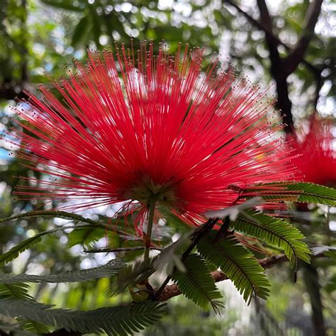 Arborele De Matase Rosu Rouge De Tuilière Verdena Verdena