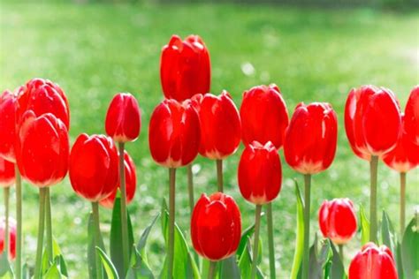 Les meilleures fleurs et arbustes à planter au pied de vos arbres