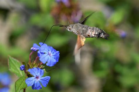 Humming Bird Hawk Moth Macroglossum Stellatarum 1 Of 4 Flickr