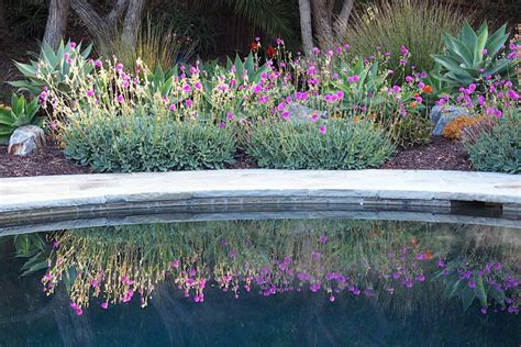 Grow Calandrinia Cistanthe Grandiflora Purslane Debra Lee Baldwin