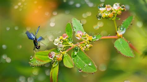 Wallpaper Nature Plants Water Drops Branch Insect Green Blossom Leaf Flower Plant